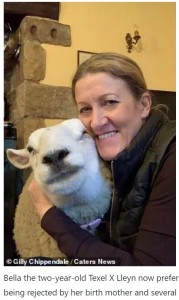 他の愛犬たちと同様にベラを可愛がるジリーさん（画像は『T-Gate　2021年4月1日付「Two-year-old sheep Bella is convinced she is DOG after being rejected by her mother at birth」（Gilly Chippendale / Caters News）』のスクリーンショット）