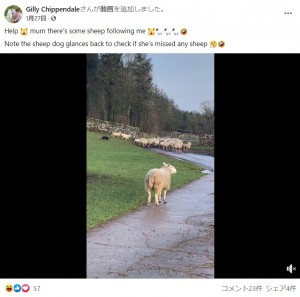 遠くから別の生き物を見るように群れを眺めるベラ（画像は『Gilly Chippendale　2021年1月27日付Facebook「Help mum there’s some sheep following me」』のスクリーンショット）