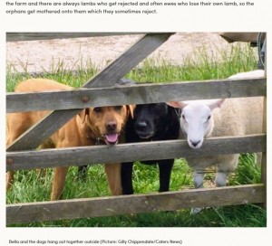 【海外発！Breaking News】自分を犬と思い込む羊　遠くから群れを眺める姿に笑いの声（英）