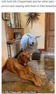 家の中で他の犬と過ごすのが当たり前になったベラ（画像は『T-Gate　2021年4月1日付「Two-year-old sheep Bella is convinced she is DOG after being rejected by her mother at birth」（Gilly Chippendale / Caters News）』のスクリーンショット）