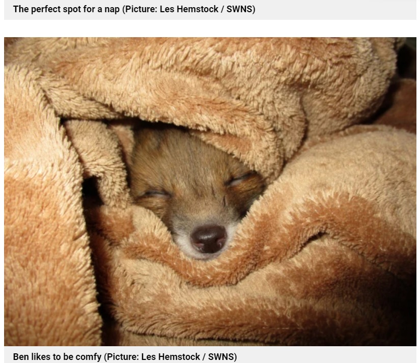 男性と出会った頃の小さな子ギツネ（画像は『Metro　2021年4月7日付「Man adopts rescue fox after it crawls into his jacket sleeve for a snooze」（Picture: Les Hemstock / SWNS）』のスクリーンショット）