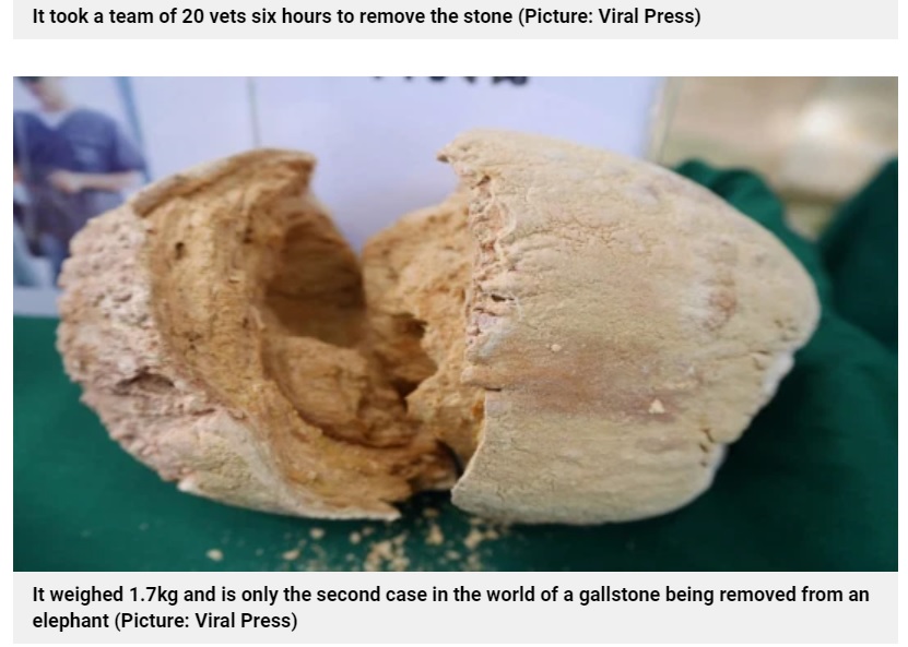 サイ・トンの体から摘出された胆石（画像は『Metro　2021年4月7日付「World’s largest gallstone is removed from elephant by 20 vets」（Picture: Viral Press）』のスクリーンショット）