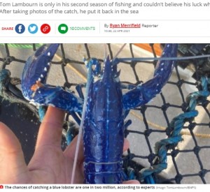 【海外発！Breaking News】200万匹に1匹　青いロブスター発見で「幸運の印」と漁師（英）