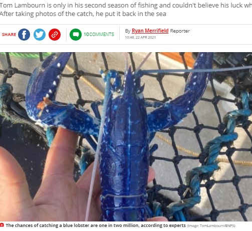 珍しい鮮やかな青のロブスター（画像は『Mirror　2021年4月22日付「Lucky fisherman catches rare ‘1 in 2 million’ blue lobster off Cornish coast」（Image: TomLambourn/BNPS）』のスクリーンショット）