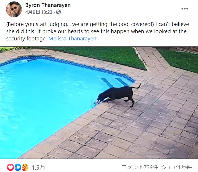 小さなポメラニアンを必死に助けようとする保護犬（画像は『Byron Thanarayen　2021年4月9日付Facebook「（Before you start judging... we are getting the pool covered!）」』のスクリーンショット）