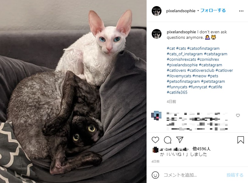 ピクセルとソフィー（画像は『Pixel ＆ Sophie　2021年4月17日付Instagram「I don't even ask questions anymore.」』のスクリーンショット）