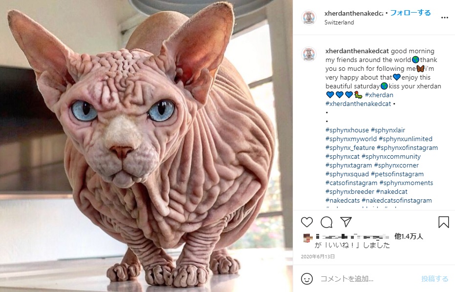 怒っているように見えるジェルダン（画像は『Xherdan the naked Cat　2020年6月13日付Instagram「good morning my friends around the world」』のスクリーンショット）