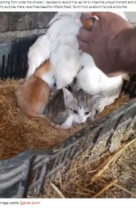 メンドリが温めていたのは子ネコだった（画像は『Bored Panda　2021年3月30日付「A Guy Finds His Chicken Taking Care Of Three Orphaned Kittens And Captures It In A Viral Video」（Image credits: ＠goran.surchi）』のスクリーンショット）