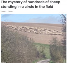 【海外発！Breaking News】いつもは騒がしいはずの羊の群れ　静まり返って謎のサークルを作りだす（英）