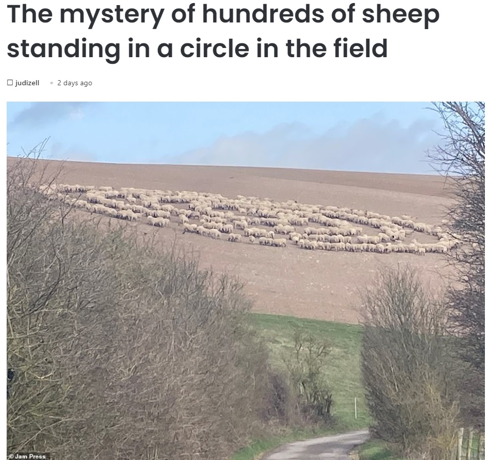 何重にもなるサークルを作りだす多数の羊（画像は『London News Time　2021年4月10日付「The mystery of hundreds of sheep standing in a circle in the field」（Jam Press）』のスクリーンショット）