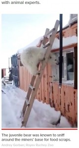 はしごに登って遊ぶ子グマ（画像は『New York Post　2021年4月22日付「Orphaned polar bear cub cuddles ‘like a dog’ after rescue」（Andrey Gorban; Royev Ruchey Zoo）』のスクリーンショット）