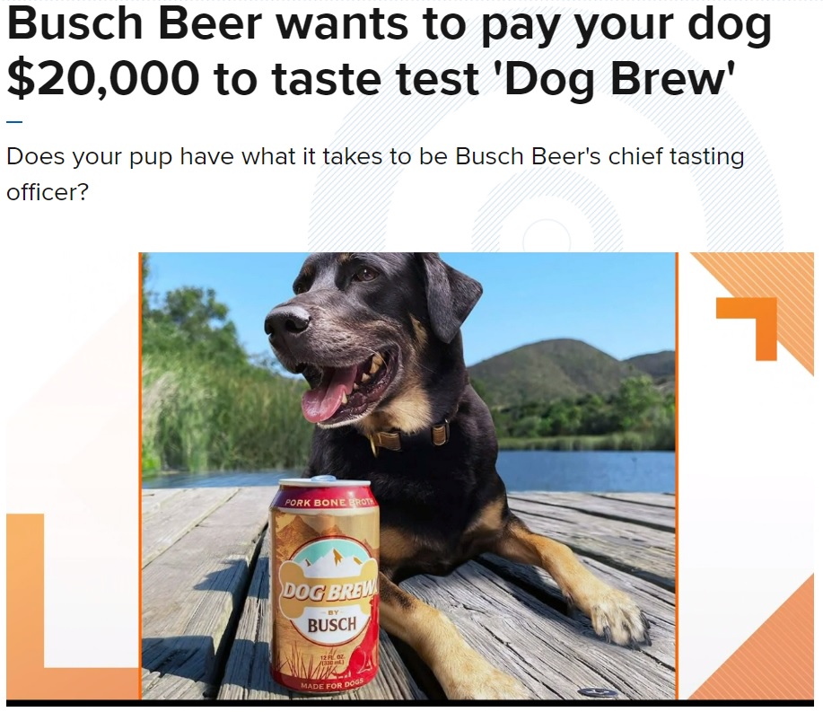 犬用のビールを作るには飲む側の意見も参考に？（画像は『ksdk.com　2021年4月15日付「Busch Beer wants to pay your dog ＄20,000 to taste test ‘Dog Brew’」』のスクリーンショット）