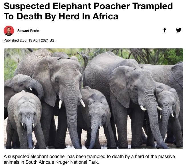 逃走した密猟者が象の群れに踏み殺される（画像は『LADbible　2021年4月19日付「Suspected Elephant Poacher Trampled To Death By Herd In Africa」』のスクリーンショット）