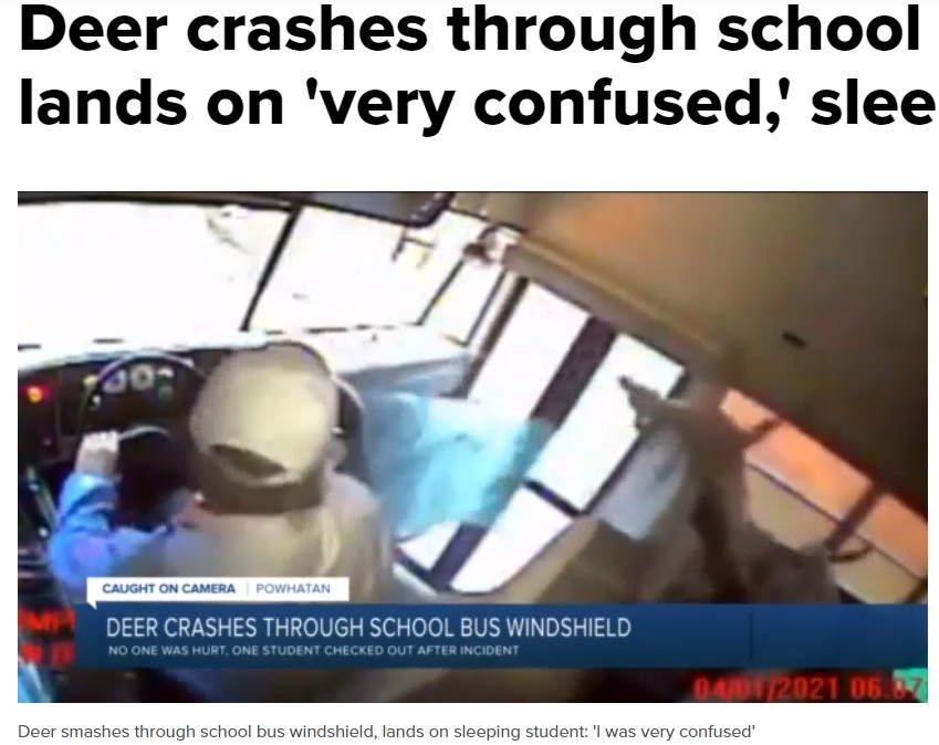 フロントガラスを突き破った鹿（画像は『WTVR.com　2021年4月2日付「Deer crashes through school bus windshield, lands on ‘very confused,’ sleepy student」』のスクリーンショット）