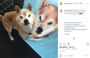 不機嫌顔で人気だった柴犬のチェスター（画像は『Grumpy Sheeb　2020年5月9日付Instagram「Thanks ＠printypets!」』のスクリーンショット）
