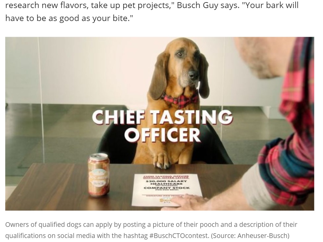 募集動画では、犬が面接を受けるキュートな姿も（画像は『FOX 35 Orlando　2021年4月15日付「Busch Beer paying dog ＄20G, plus ‘benefits,’ to taste Dog Brew」（Source: Anheuser-Busch）』のスクリーンショット）