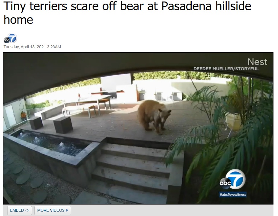 突然2匹に威嚇され、大きなクマがタジタジに（画像は『ABC7 KABC　2021年4月13日付「Tiny terriers scare off bear at Pasadena hillside home」』のスクリーンショット）