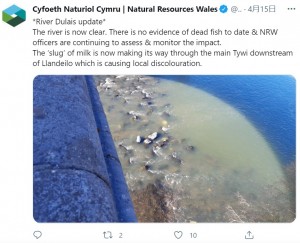 徐々に水の濁りが減ってきたディライス川（画像は『Cyfoeth Naturiol Cymru | Natural Resources Wales　2021年4月15日付Twitter「*River Dulais update* The river is now clear.」』のスクリーンショット）