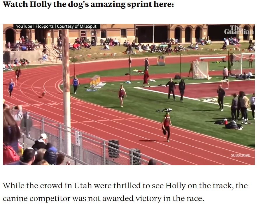 最終走者が走るレースに飛び入り参加した犬（画像は『Insider　2021年4月23日付「A very speedy dog snuck into a high school relay race and ran the final 100m almost as fast as an Olympic sprinter」』のスクリーンショット）