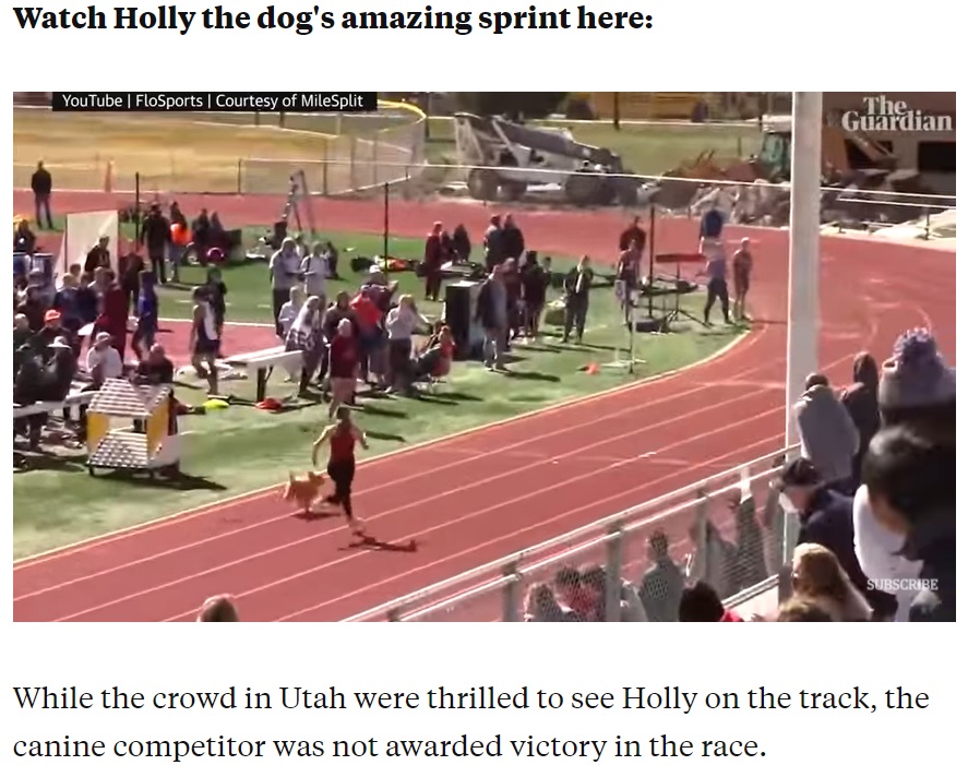 グレイシーさんに追い付くとスピードを落としてからゴールしたホーリー（画像は『Insider　2021年4月23日付「A very speedy dog snuck into a high school relay race and ran the final 100m almost as fast as an Olympic sprinter」』のスクリーンショット）