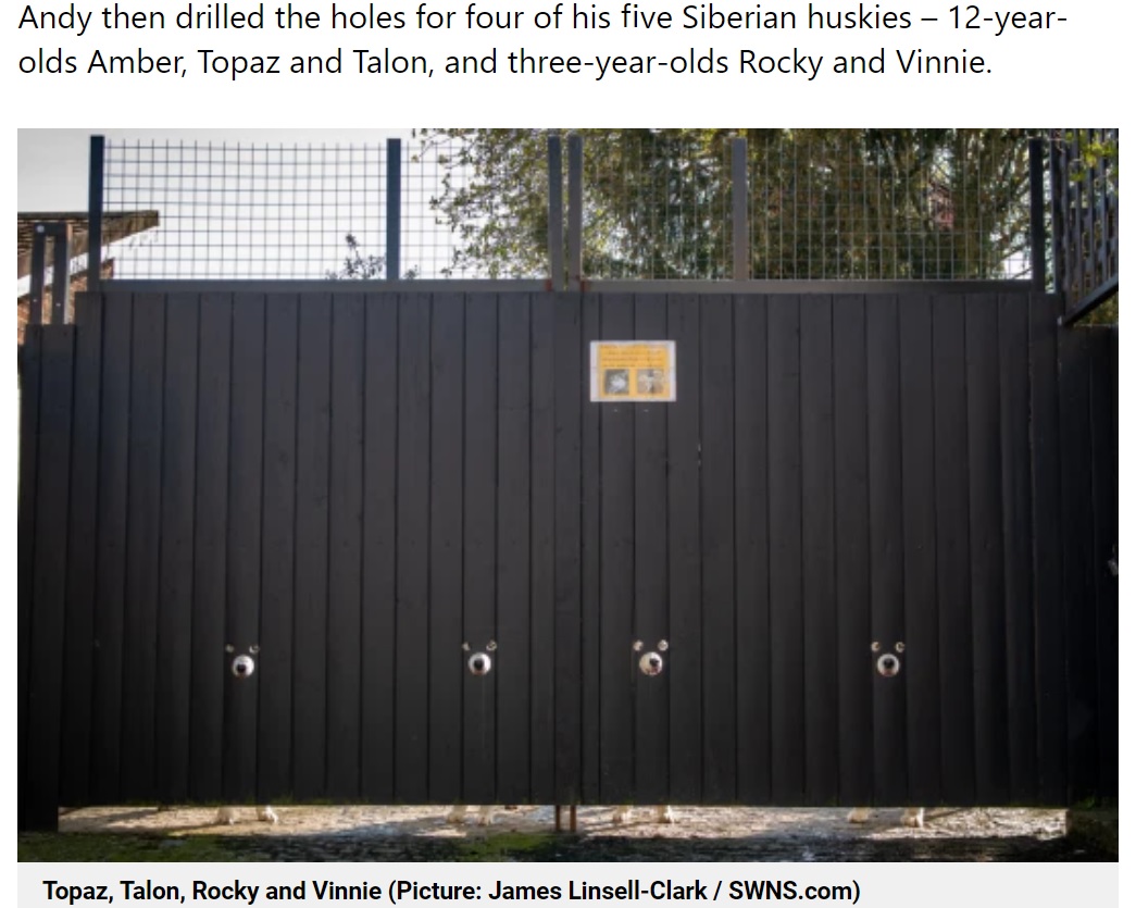 穴から外を覗く4匹の犬（画像は『Metro　2021年4月15日付「Man drills holes in fence so his nosy huskies can peer out at the world」（Picture: James Linsell-Clark / SWNS.com）』のスクリーンショット）