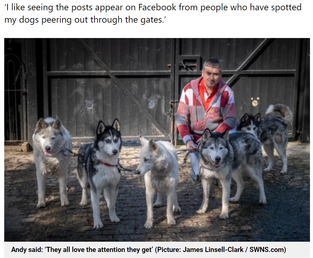 地元で人気者になった5匹（画像は『Metro　2021年4月15日付「Man drills holes in fence so his nosy huskies can peer out at the world」（Picture: James Linsell-Clark / SWNS.com）』のスクリーンショット）
