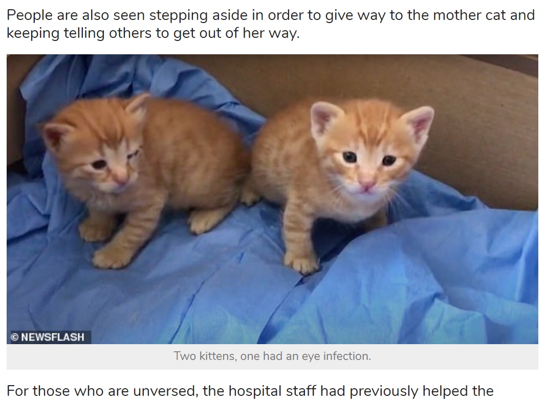 母猫の思いが届き、無事に治療を受けた子猫たち（画像は『StarBiz　2021年3月31日付「Mother Cat Carries Her Kitten To The Hospital For Help」（NEWSFLASH）』のスクリーンショット）