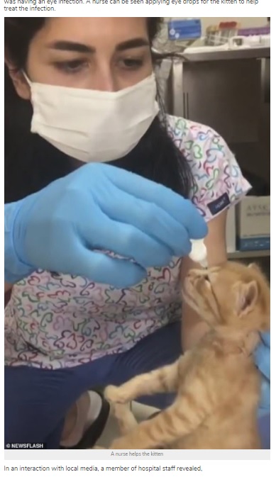 小さな目に目薬を差すと無事に目を開くことができた子猫（画像は『StarBiz　2021年3月31日付「Mother Cat Carries Her Kitten To The Hospital For Help」（NEWSFLASH）』のスクリーンショット）