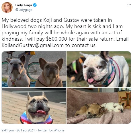 愛犬の発見者には5000万円超の謝礼金を支払うと発表していたガガ（画像は『Lady Gaga　2021年2月26日付Twitter「My beloved dogs Koji and Gustav were taken in Hollywood two nights ago.」』のスクリーンショット）