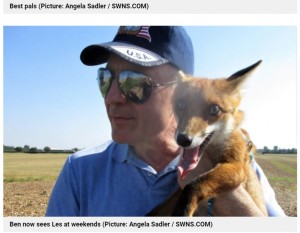 週末にレスさんの家を訪れるベンは、一緒に散歩にも出掛ける（画像は『Metro　2021年4月7日付「Man adopts rescue fox after it crawls into his jacket sleeve for a snooze」（Picture: Angela Sadler / SWNS.COM）』のスクリーンショット）