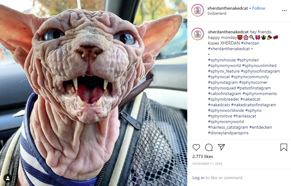 まるでヨーダ？のようなジェルダン（画像は『Xherdan the naked Cat　2019年11月11日付Instagram「hey friends, happy monday」』のスクリーンショット）