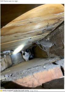 20日間も壁の中で過ごしていたモリー（画像は『Manchester Evening News　2021年4月20日付「Family cat rescued from wall cavity of house after being stuck for THREE WEEKS without food or water」（Image: RSPCA）』のスクリーンショット）
