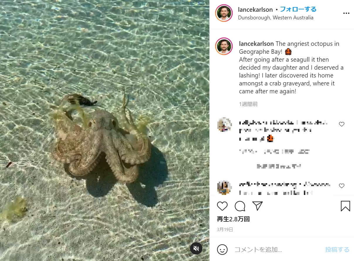 すさまじい怒りを見せたタコ（画像は『Lance Karlson ・ Author　2021年3月19日付Instagram「The angriest octopus in Geographe Bay!」』のスクリーンショット）