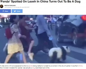 飼い主と一緒に横断歩道を渡るパンダ風の犬（画像は『LADbible　2020年6月8日付「‘Panda’ Spotted On Leash In China Turns Out To Be A Dog」（Credit: Newsflare）』のスクリーンショット）