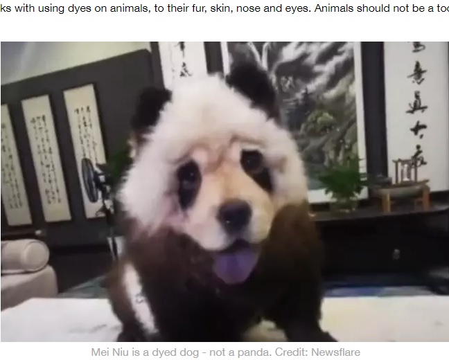 パンダ風に染められた犬（画像は『LADbible　2020年6月8日付「‘Panda’ Spotted On Leash In China Turns Out To Be A Dog」（Credit: Newsflare）』のスクリーンショット）