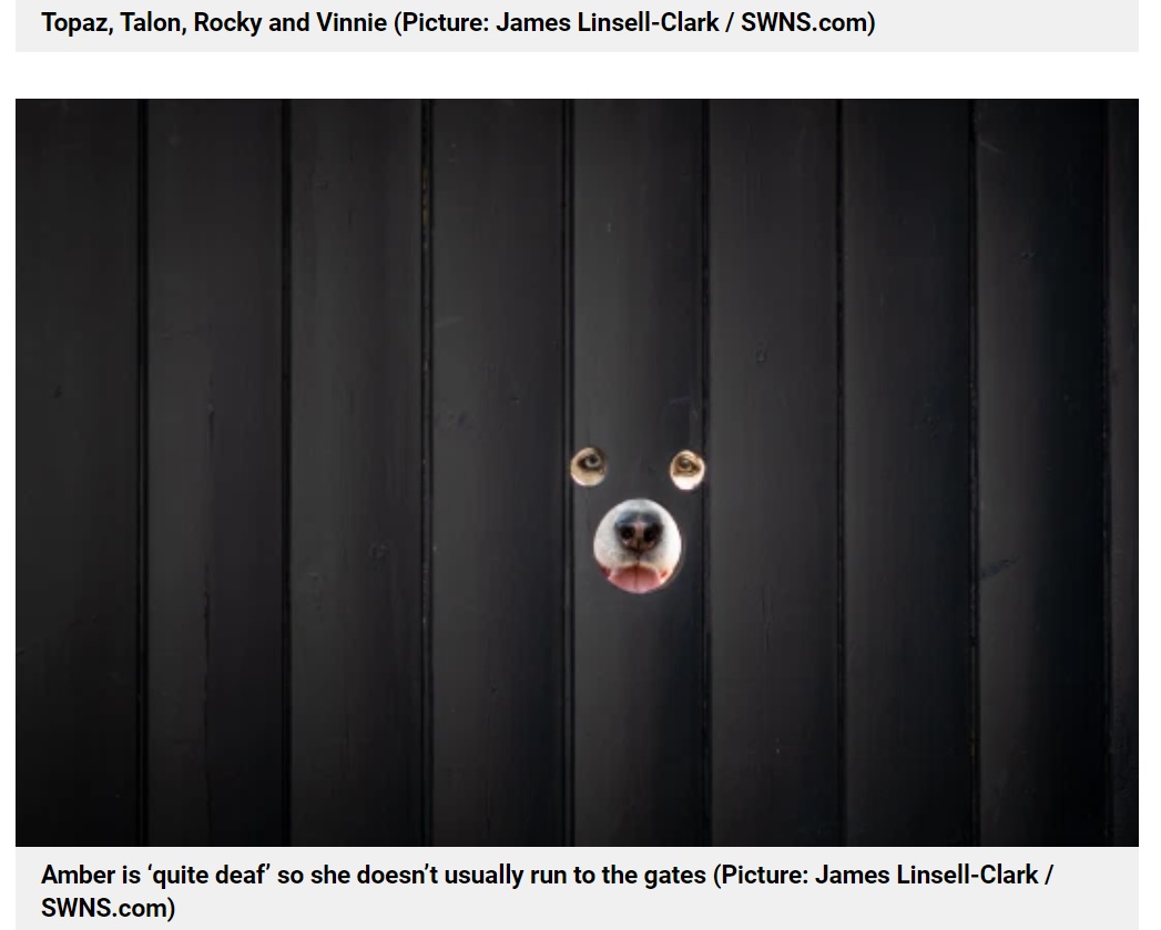 しっかり計算して穴を開けたようで、目と鼻の位置は完璧（画像は『Metro　2021年4月15日付「Man drills holes in fence so his nosy huskies can peer out at the world」（Picture: James Linsell-Clark / SWNS.com）』のスクリーンショット）