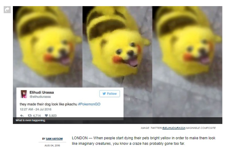 ピカチュウ風に染められた犬（画像は『Mashable　2016年8月4日付「Someone has dyed their dog to look like Pikachu and we all need to stop」』のスクリーンショット）