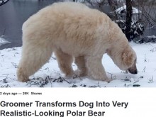 【海外発！Breaking News】「人間は残酷」ホッキョクグマからピカチュウまで　犬を変身させる飼い主たち