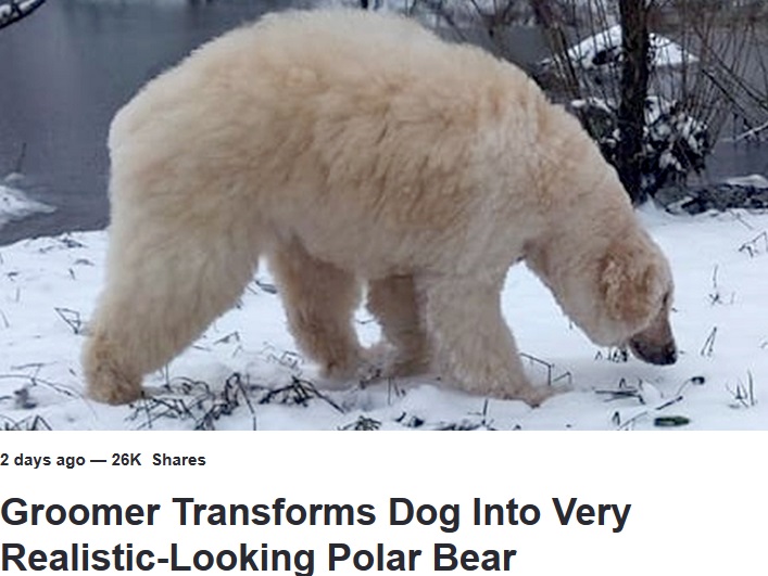 ホッキョクグマと見間違えそうなプードル（画像は『LADbible　2019年3月22日付「Groomer Transforms Dog Into Very Realistic-Looking Polar Bear」（Credit: Caters）』のスクリーンショット）