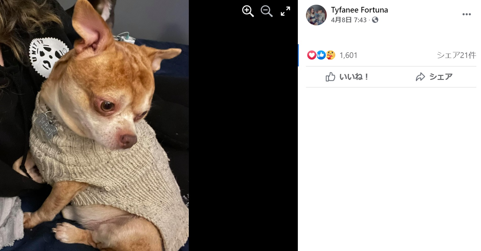 ティファニーさんの家に来た時、カシミヤのセーターを着ていたプランサー（画像は『Tyfanee Fortuna　2021年4月8日付Facebook「Ok, I’ve tried.」』のスクリーンショット）