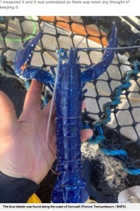 200万匹に1匹という珍しい青いロブスター（画像は『Metro　2021年4月22日付「Fisher catches ‘one in two million’ blue lobster then throws it back in the sea」（Picture: TomLambourn / BNPS）』のスクリーンショット）