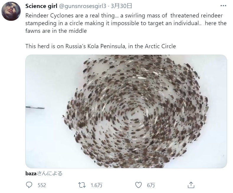 まるでアートのように円を描くトナカイの群れ（画像は『Science girl　2021年3月30日付Twitter「Reindeer Cyclones are a real thing...」』のスクリーンショット）