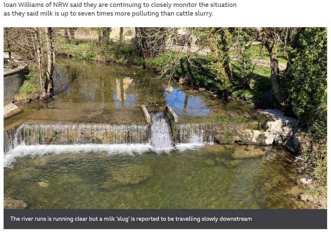 普段は澄んだ水が流れる英ウェールズのディライス川（画像は『BBC　2021年4月16日付「‘Milky’ River Dulais now clear after tanker spill」』のスクリーンショット）