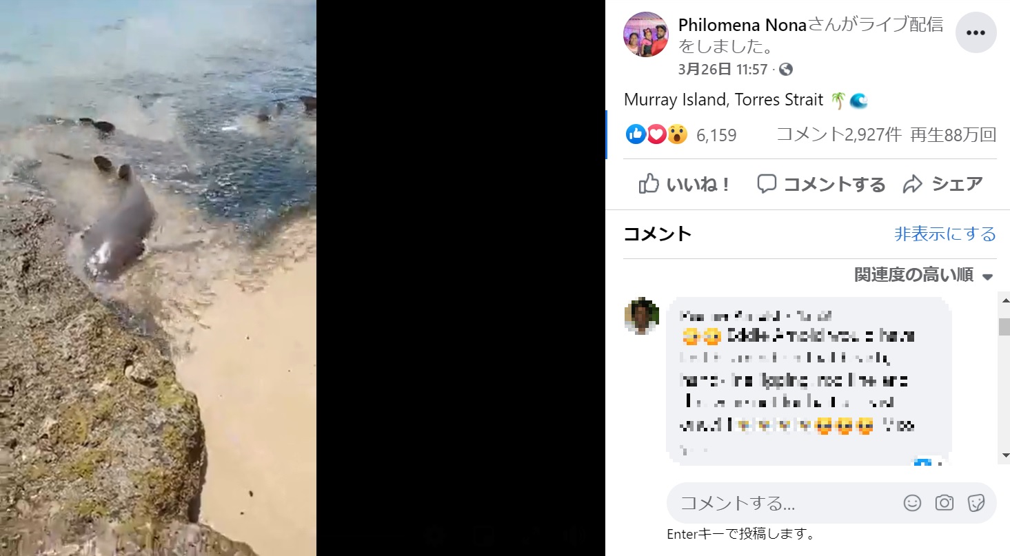 人間を襲うことはほとんど無いというコモリザメ（画像は『Philomena Nona　2021年3月26日付Facebook「Murray Island, Torres Strait」』のスクリーンショット）