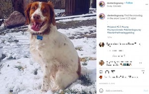 「全てうまくいってるよ」という姿勢を崩さないデクスター（画像は『dexter.the_three_legged_dog　2018年11月13日付Instagram「Find the snowdog in the snow!」』のスクリーンショット）