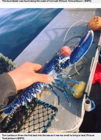 小さかったので海に戻したというロブスター（画像は『Metro　2021年4月22日付「Fisher catches ‘one in two million’ blue lobster then throws it back in the sea」（Picture: TomLambourn / BNPS）』のスクリーンショット）
