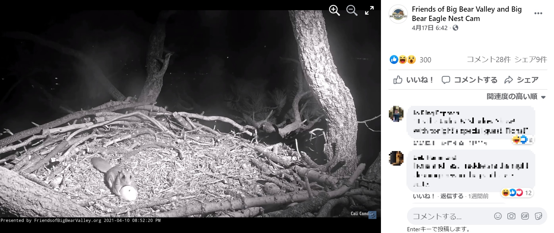 リスが巣を訪れても、追い返されることはなかった（画像は『Friends of Big Bear Valley and Big Bear Eagle Nest Cam　2021年4月17日付Facebook「Jackie ＆ Shadow continue visiting the nest each day for short periods of time.」』のスクリーンショット）