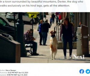 後ろ足を上手く使って散歩するデクスター（画像は『9News　2021年4月8日付「After accident, dog adapts by learning to walk on hind legs」』のスクリーンショット）