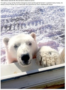 人間を怖がる様子も見せず、人懐っこく近寄ってきた（画像は『Siberian Times　2021年4月22日付「Polar bear cub tamed ‘like a dog’ by gold miners rescued from Arctic island of Bolshevik」』のスクリーンショット）