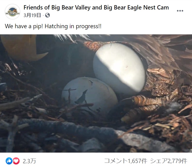 待望の孵化が始まったが、翌朝にヒナは動かなくなっていた（画像は『Friends of Big Bear Valley and Big Bear Eagle Nest Cam　2021年3月19日付Facebook「We have a pip! Hatching in progress!!」』のスクリーンショット）